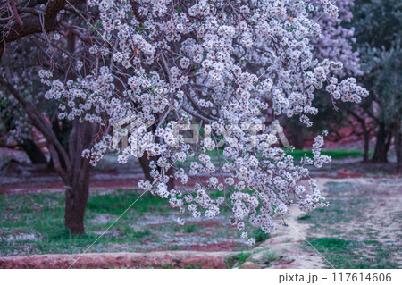 アーモンドの花 117614606