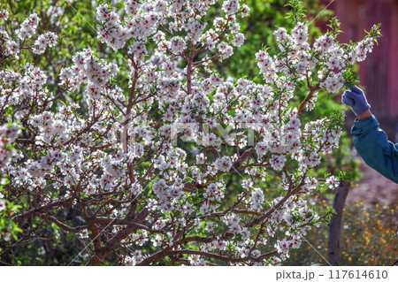 アーモンドの花 アーモンドの花 117614610