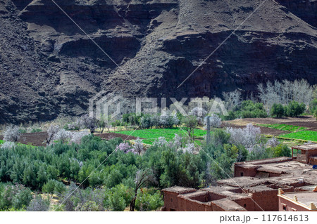 アーモンドの花 アーモンドの花 117614613