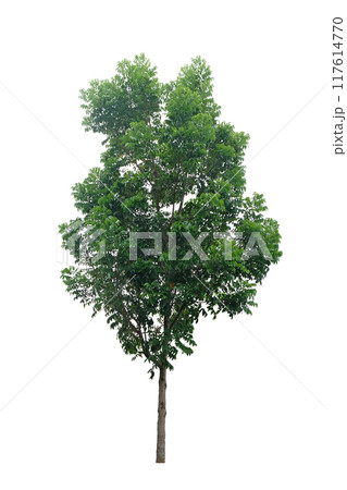 Mahogany tree Mahogany tree 117614770