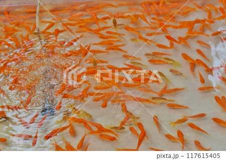 金魚すくいの金魚 117615405