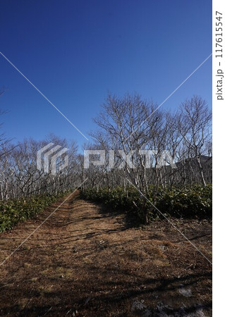 晩秋の摩周岳に向かう登山道 117615547