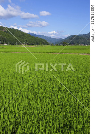 夏の田園風景 鳥取県 郡家町 117615804