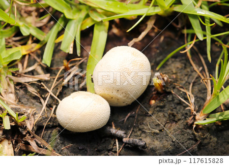 野原に普通に生えるマシュマロのようなかわいらしいホコリタケ（自然光マクロ接写） 117615828