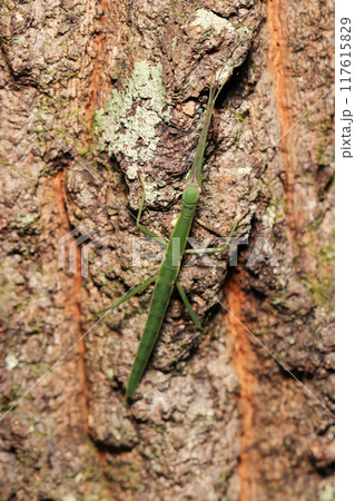 茶色いクヌギの幹に深緑色のニホントビナナフシ(自然光+ストロボ・マクロ接写) 茶色いクヌギの幹に深緑色のニホントビナナフシ(自然光+ストロボ・マクロ接写) 117615829