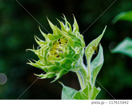 キク科一年草ヒマワリの蕾 キク科一年草ヒマワリの蕾 117615842