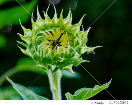 キク科一年草ヒマワリの蕾 キク科一年草ヒマワリの蕾 117615861