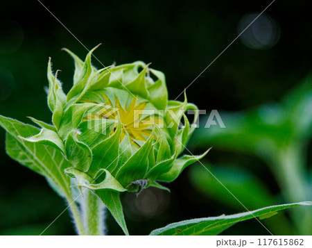 キク科一年草ヒマワリの蕾 117615862