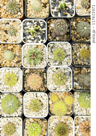 mixed Succulents or cactus background. Small Cactus in Pots to be Sold. 117615971