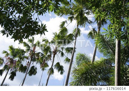 Beach summer vacation holidays background with coconut palm tree Beach summer vacation holidays background with coconut palm tree 117616014