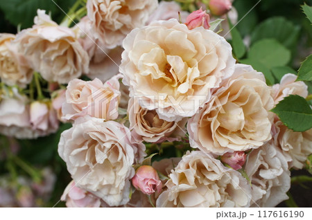 バラ いおり バラ いおり 117616190