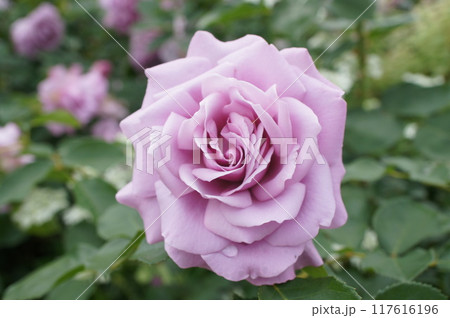 薔薇 ラブソング 薔薇 ラブソング 117616196