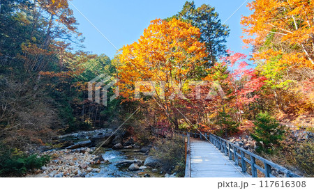 赤沢渓谷（秋）：赤沢自然休養林 117616308