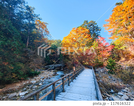 赤沢渓谷（秋）：赤沢自然休養林 117616322