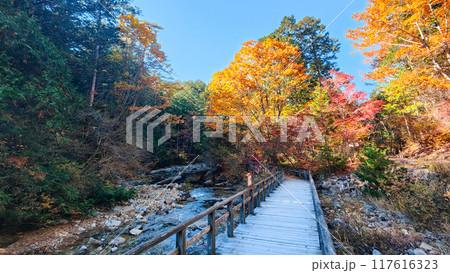 赤沢渓谷（秋）：赤沢自然休養林 117616323