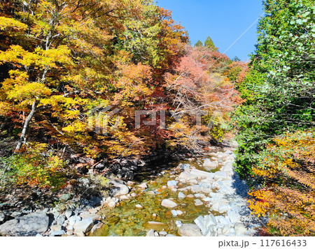 赤沢渓谷（秋） 117616433