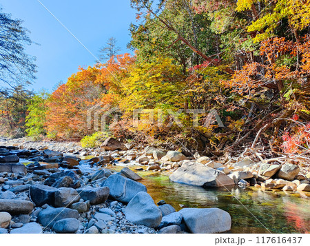 赤沢渓谷(秋) 赤沢渓谷(秋) 117616437