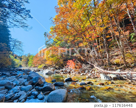 赤沢渓谷（秋） 117616448