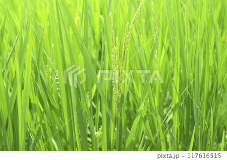 夏の田んぼの稲と稲の花 お米の花 夏の田んぼの稲と稲の花 お米の花 117616515