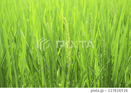 夏の田んぼの稲と稲の花　お米の花 117616516