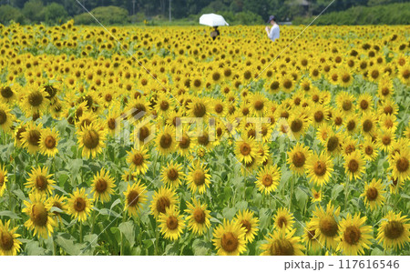夏のひまわり畑　ヒマワリ　向日葵　 117616546