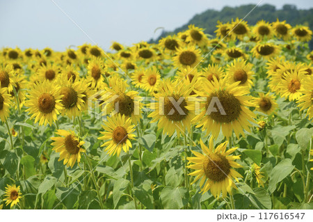 夏のひまわり畑　ヒマワリ　向日葵　 117616547