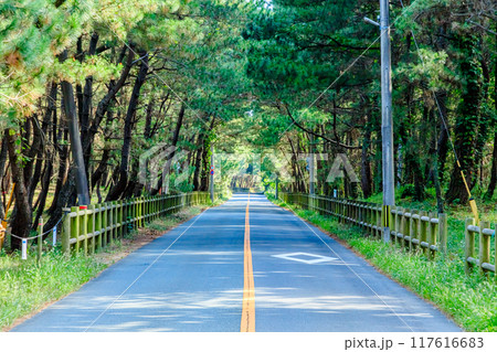 夏のさつき松原 福岡県宗像市 夏のさつき松原 福岡県宗像市 117616683