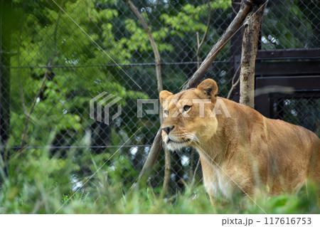 木陰で休むメスのライオン 117616753