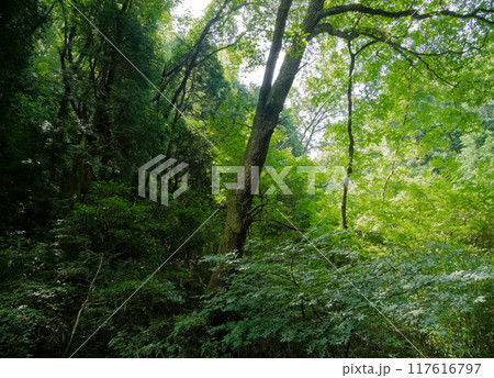愛知県瀬戸市海上の森風景 117616797