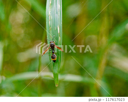 ササの葉に止まる狩り蜂　スズメバチ科スズバチ 117617023