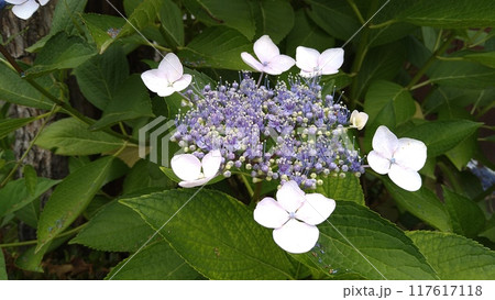 ガクアジサイ 117617118
