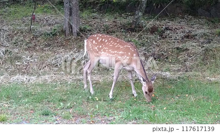 ニホンジカ ニホンジカ 117617139