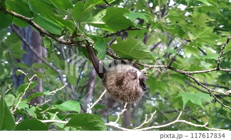 木の枝につかまるアブラコウモリ 117617834