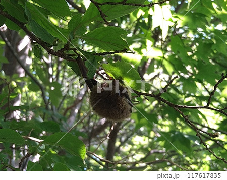 木の枝につかまるアブラコウモリ 117617835