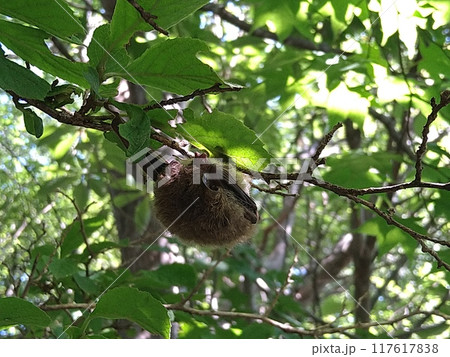 木の枝につかまるアブラコウモリ 117617838