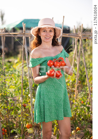 Young woman is working in garden between beds, picking ripe red tomatoes 117618084