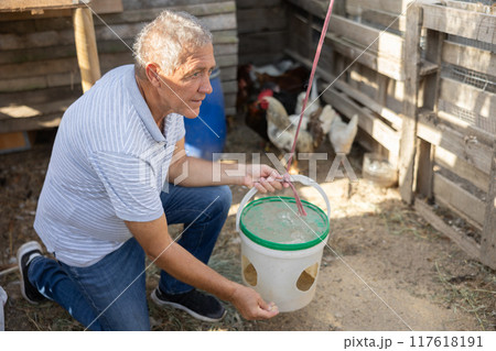 Elderly farm owner feeds hens and roosters in henhouse 117618191