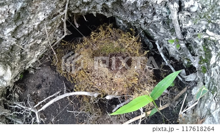 木の根元にあった鳥の巣 木の根元にあった鳥の巣 117618264