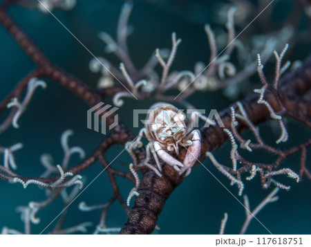 テヅルモヅルエビ テヅルモヅルエビ 117618751