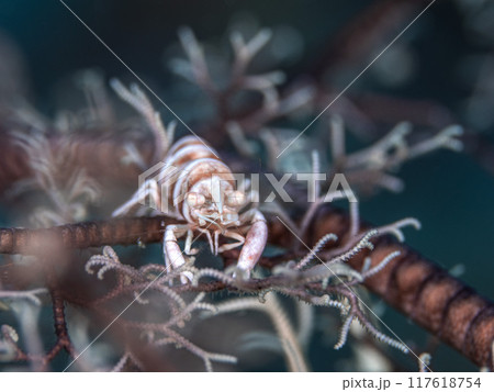 テヅルモヅルエビ 117618754