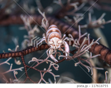 テヅルモヅルエビ テヅルモヅルエビ 117618755