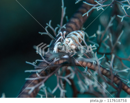 テヅルモヅルエビ 117618758