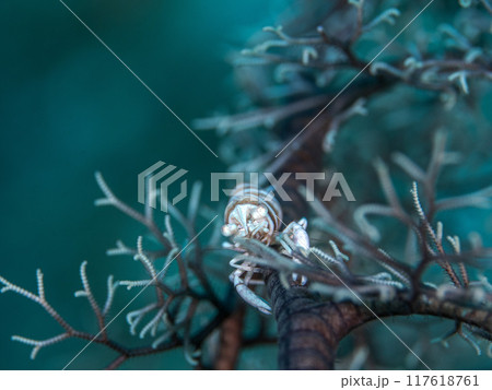 テヅルモヅルエビ テヅルモヅルエビ 117618761