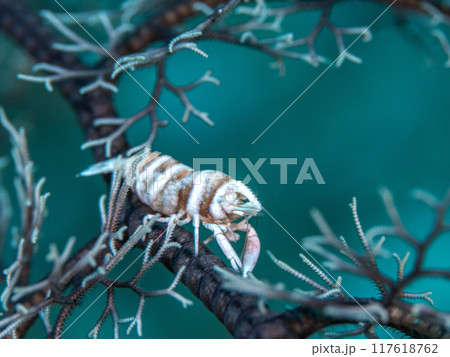 テヅルモヅルエビ テヅルモヅルエビ 117618762