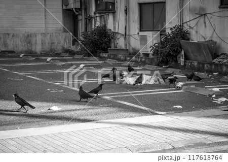 ゴミ捨て場のカラス ゴミ捨て場のカラス 117618764