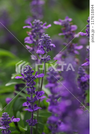 サルビア・ファリナセアの蕾と花 サルビア・ファリナセアの蕾と花 117618844