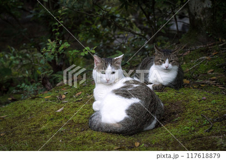 見つめる猫 見つめる猫 117618879