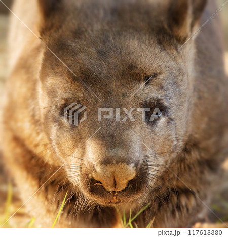 Southern hairy-nosed Wombat 117618880