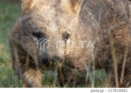 Southern hairy-nosed Wombat 117618881