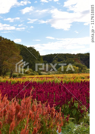 カラフルな羽毛ゲイトウ カラフルな羽毛ゲイトウ 117618885